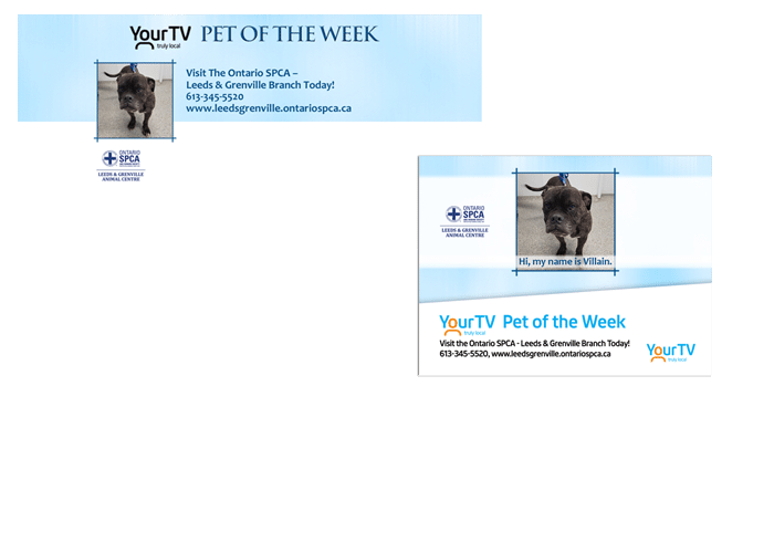 YourTV Pet of the Week